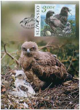 Ochrana prírody: Vihorlatské vrchy – Hadiar krátkoprstý (Circaetus gallicus)